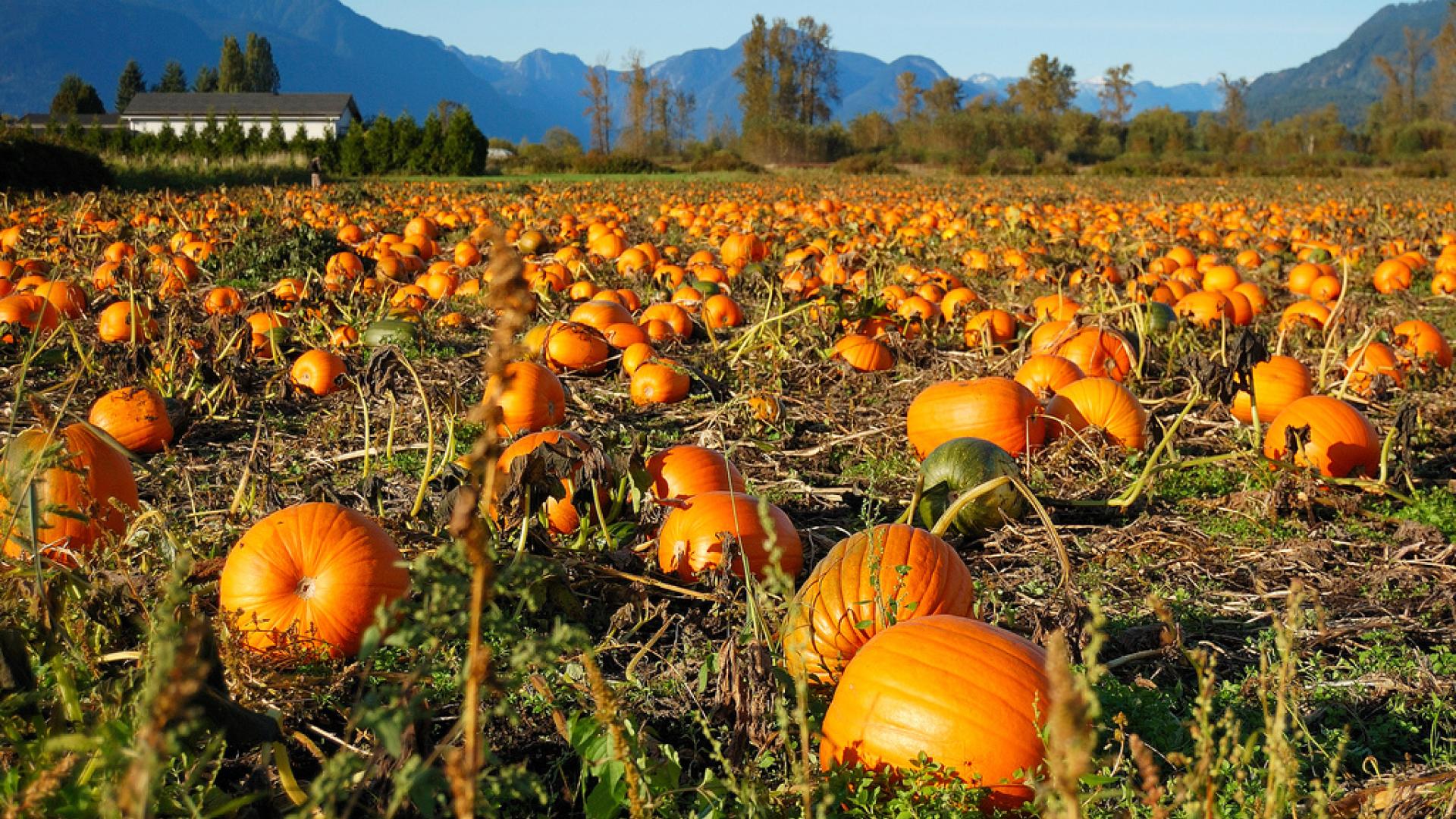 Laity Pumpkin Patch Field