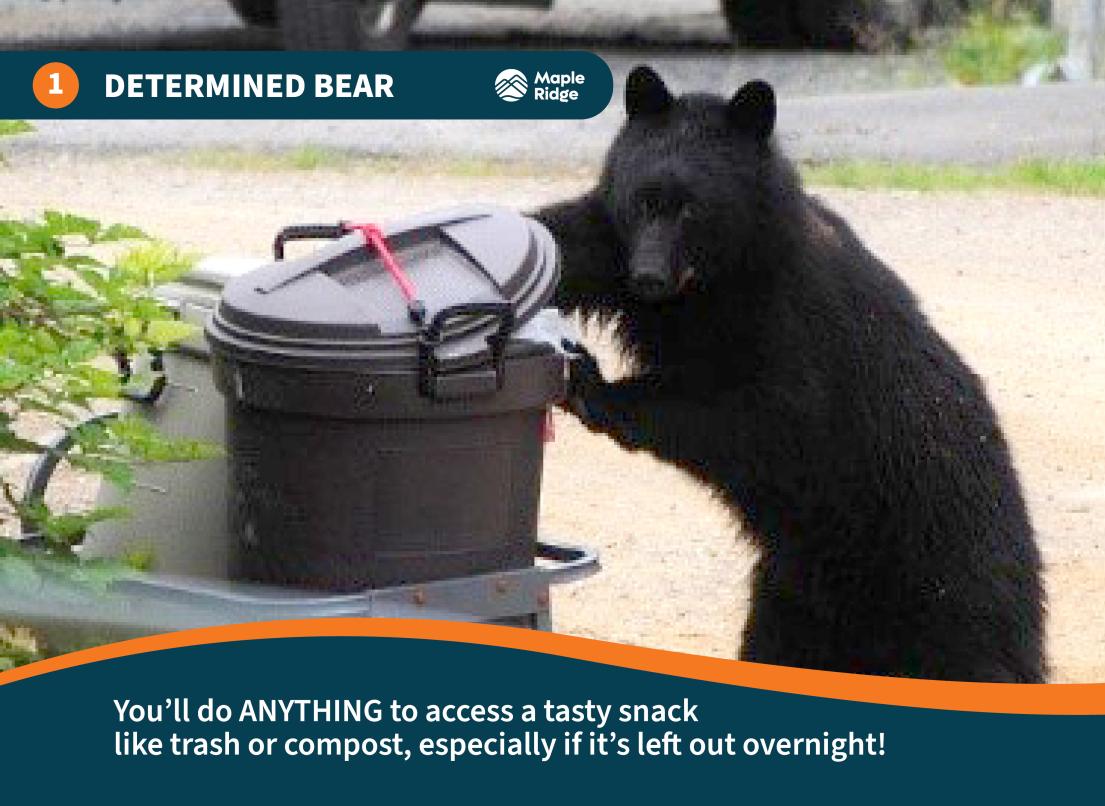 Determined Bear