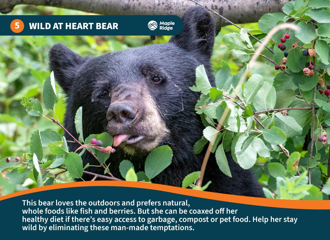 Wild at heart bear
