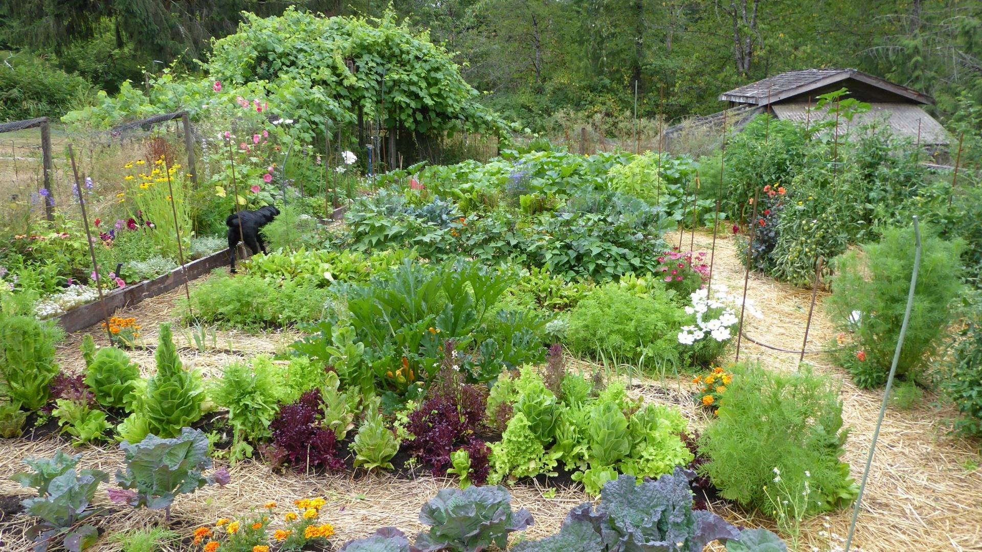 Agnieszka Herout's garden. There are various plots of soil with plants growing out of them. The garden is well-tended. 