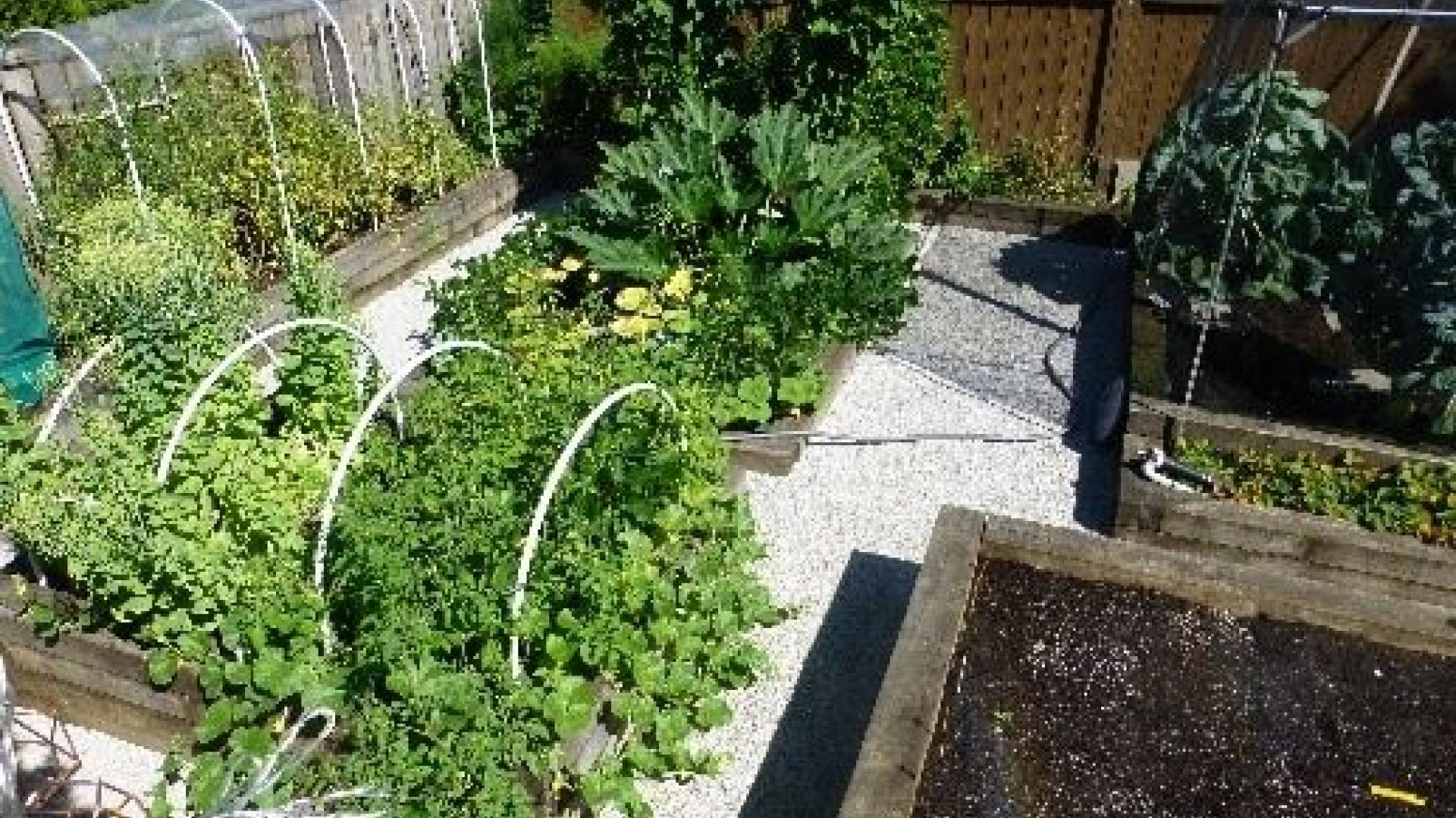 Diane Jordan 's garden. There is produce growing on above-ground planters.