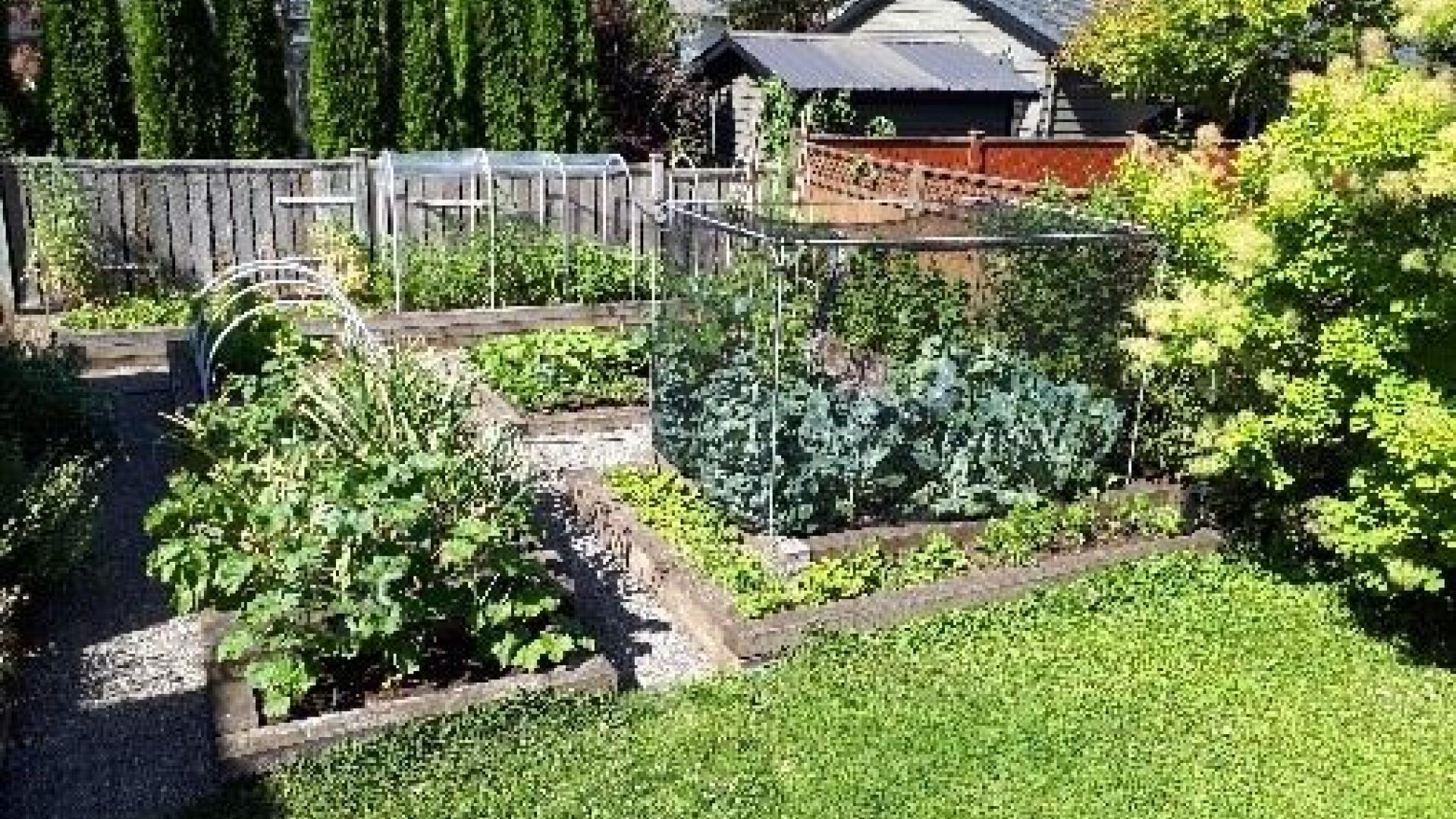 Wide shot of Diane Jordan's garden. There are planters with produce growing from them.