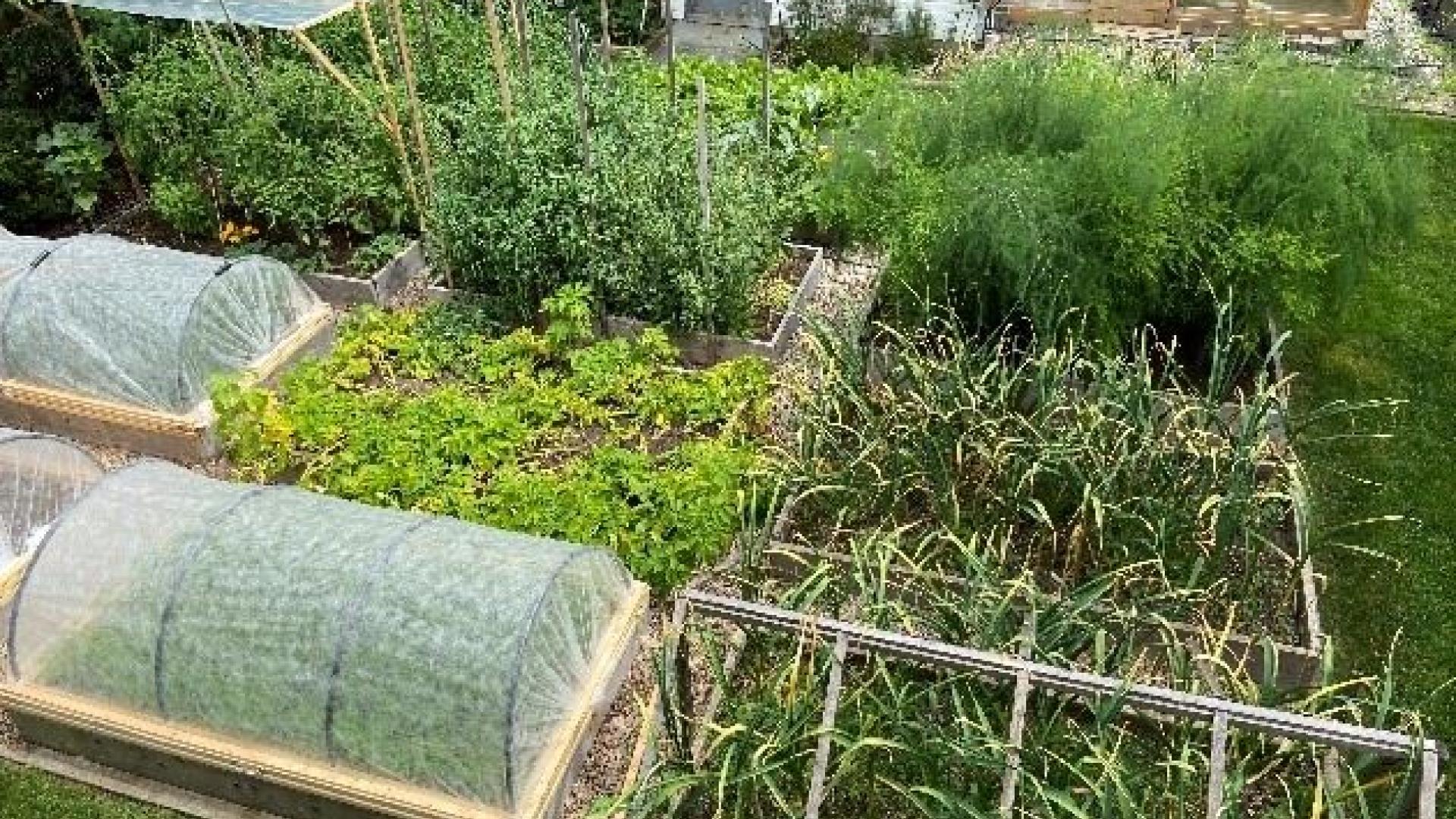 Overhead view of Elena Erokhina's garden. There are over-ground planters with produce growing from them.