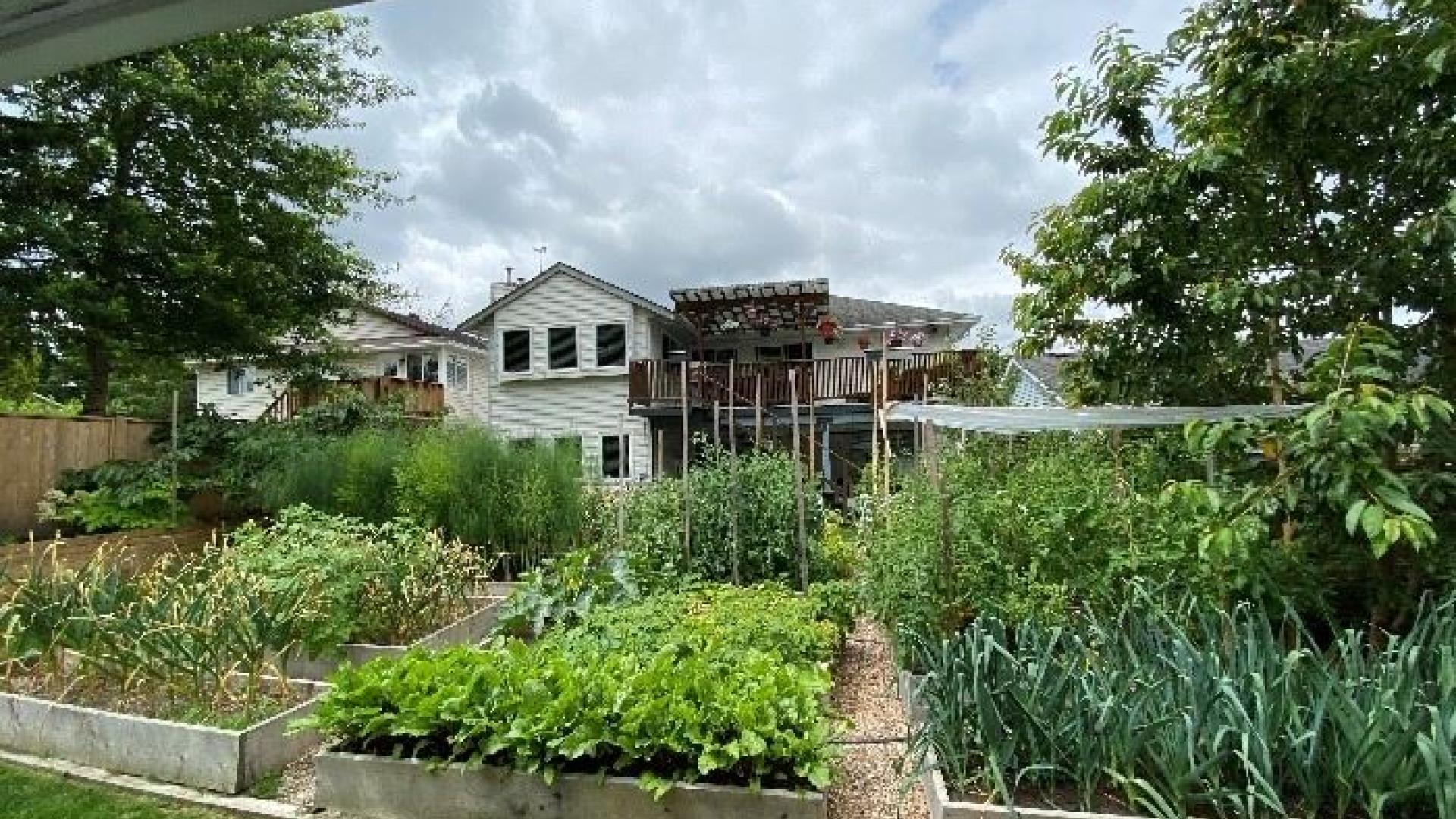 Wide shot of Elena Erokhina's garden. There are planters with produce growing out of them.