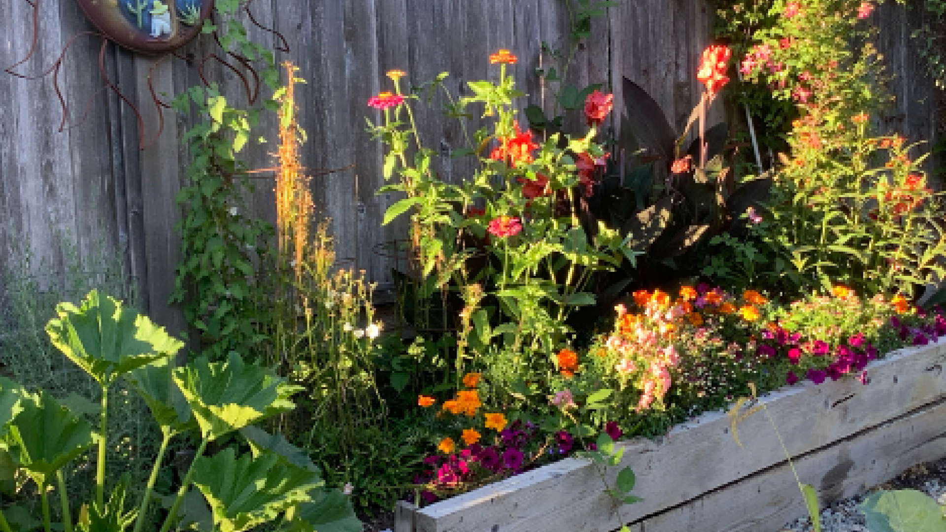 Gale Herchuck's garden. There are fully-bloomed plants growing out of a planter.