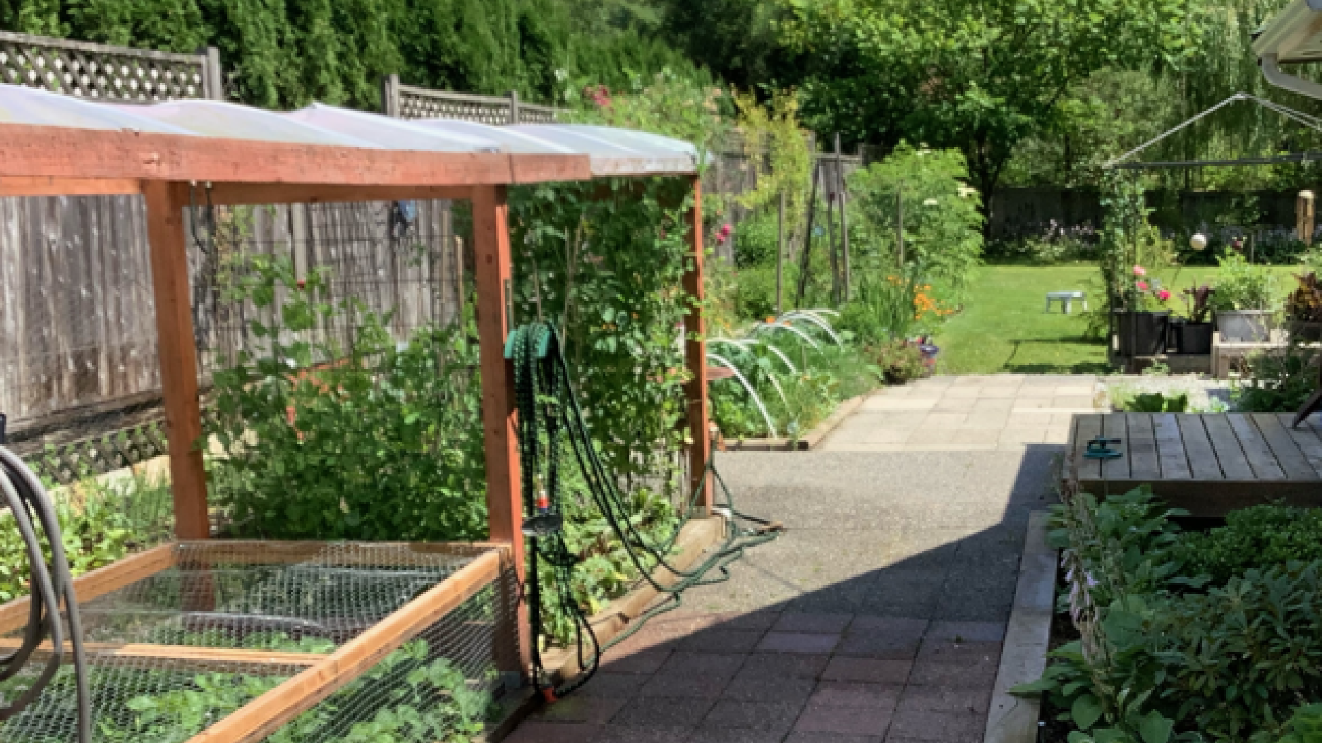 Gale Herchuk's garden. There is a small roof-covered area on top of some plant growing from a soil plot.