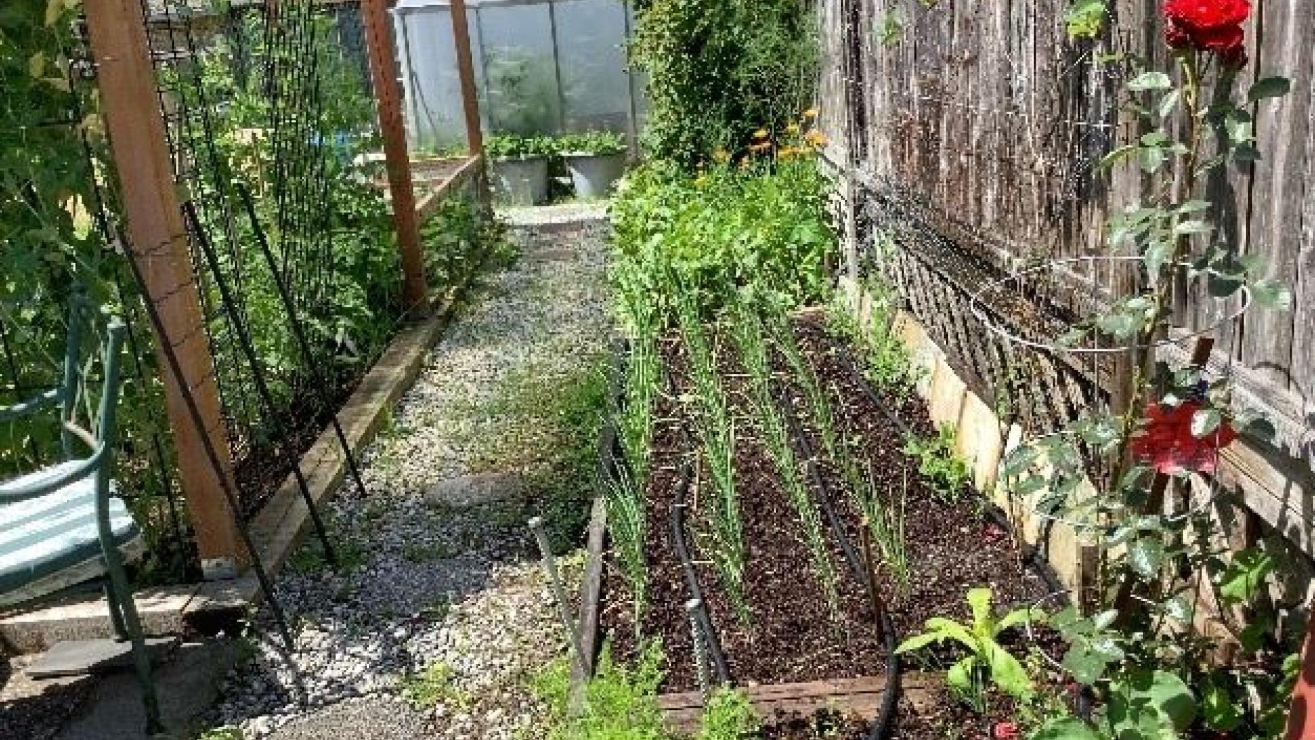 Gale Herchuk's garden. There is a row of soil with plants growing from it. 