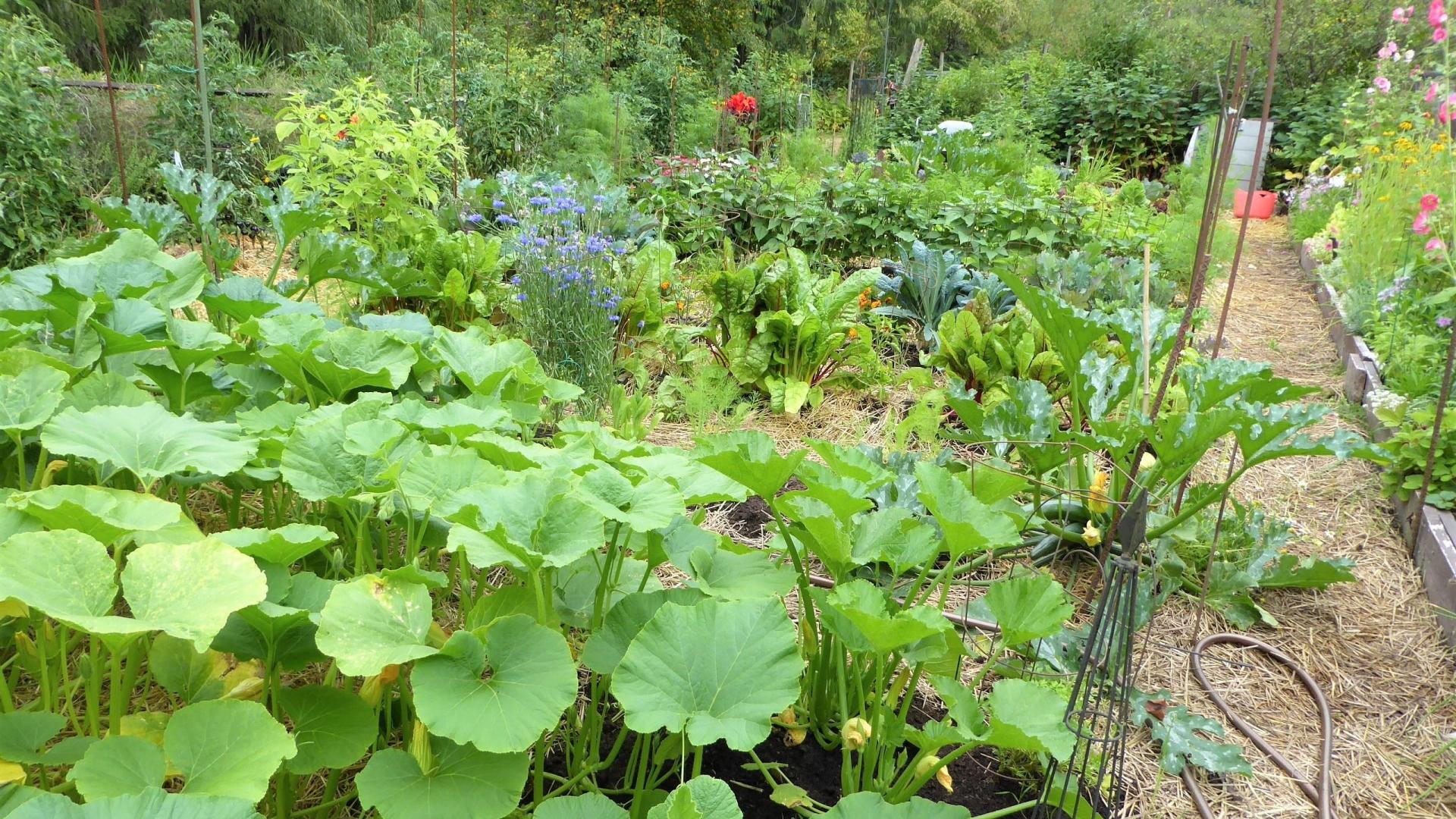 Harley Charlten's garden. There are plants growing out of plots of soil.