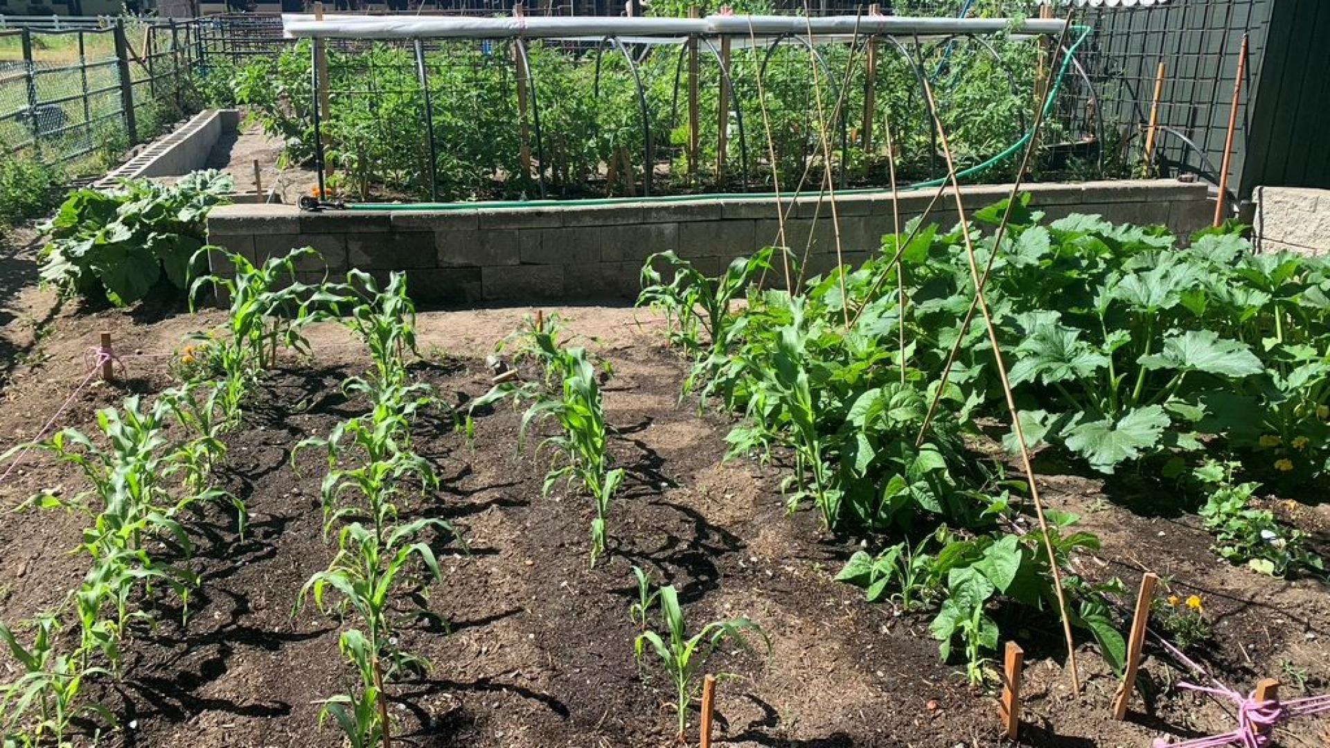 Shelley Hilton's garden. There are neat rows of crops with plants growing from them. 