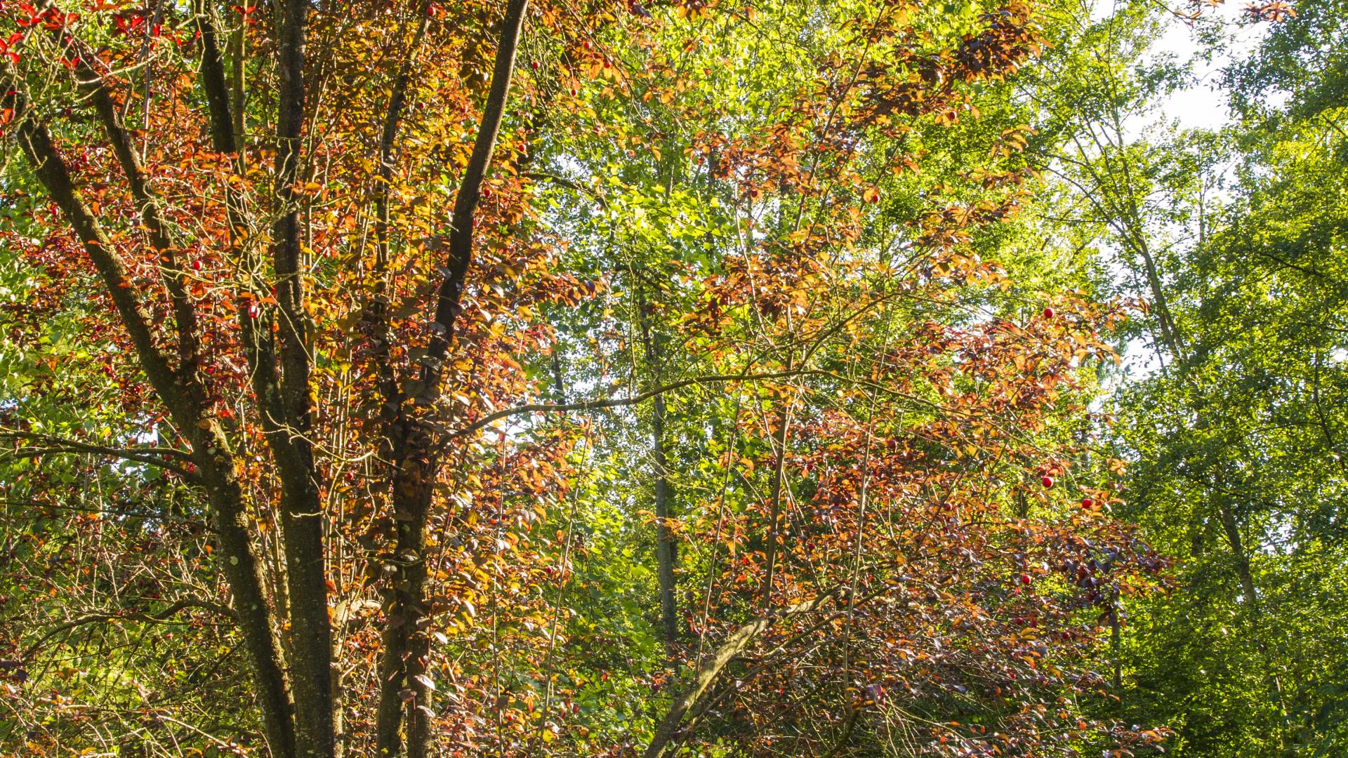 A tall tree next to the playground has leaves changes to shades of orange.