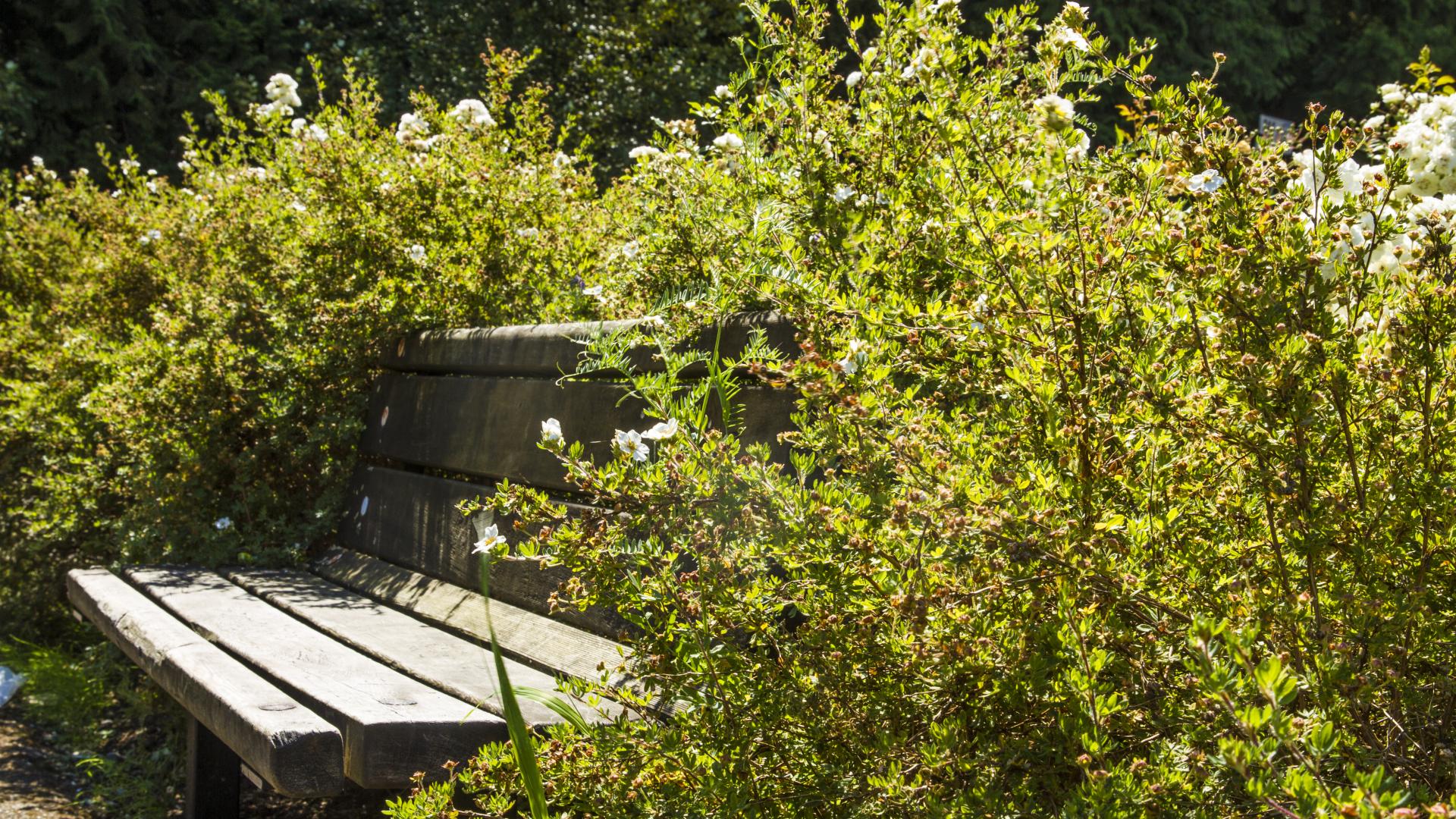 A park bench nearly completely surrounded by a bush.