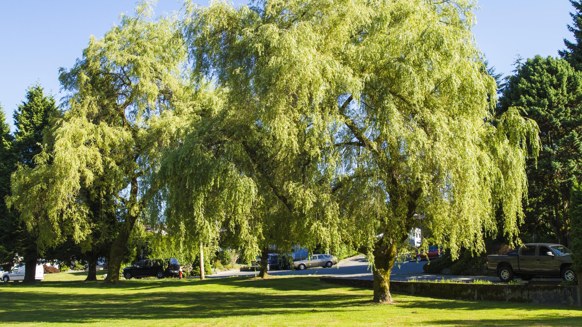 A set of three large trees shade a grassy area of the Hampton park.