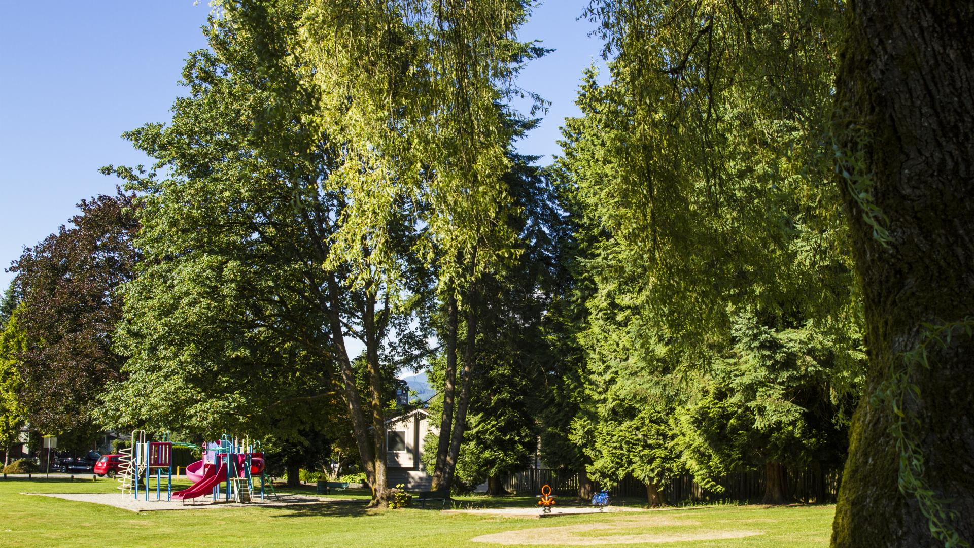 A wide open green space. On the far side of the space there is a playground and a sand box, next to the evergreen tree boarder.