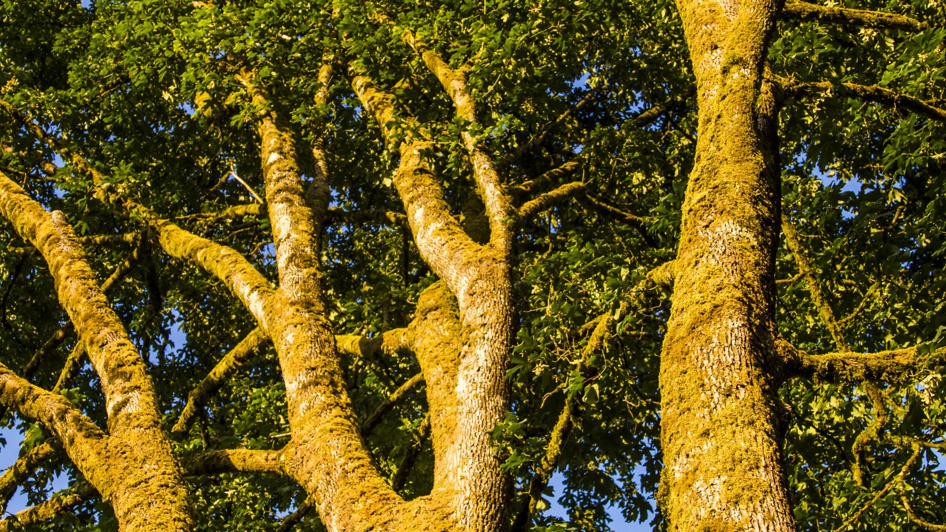 Looking up at three large trees, glowing in the soft light of a sunset off camera.