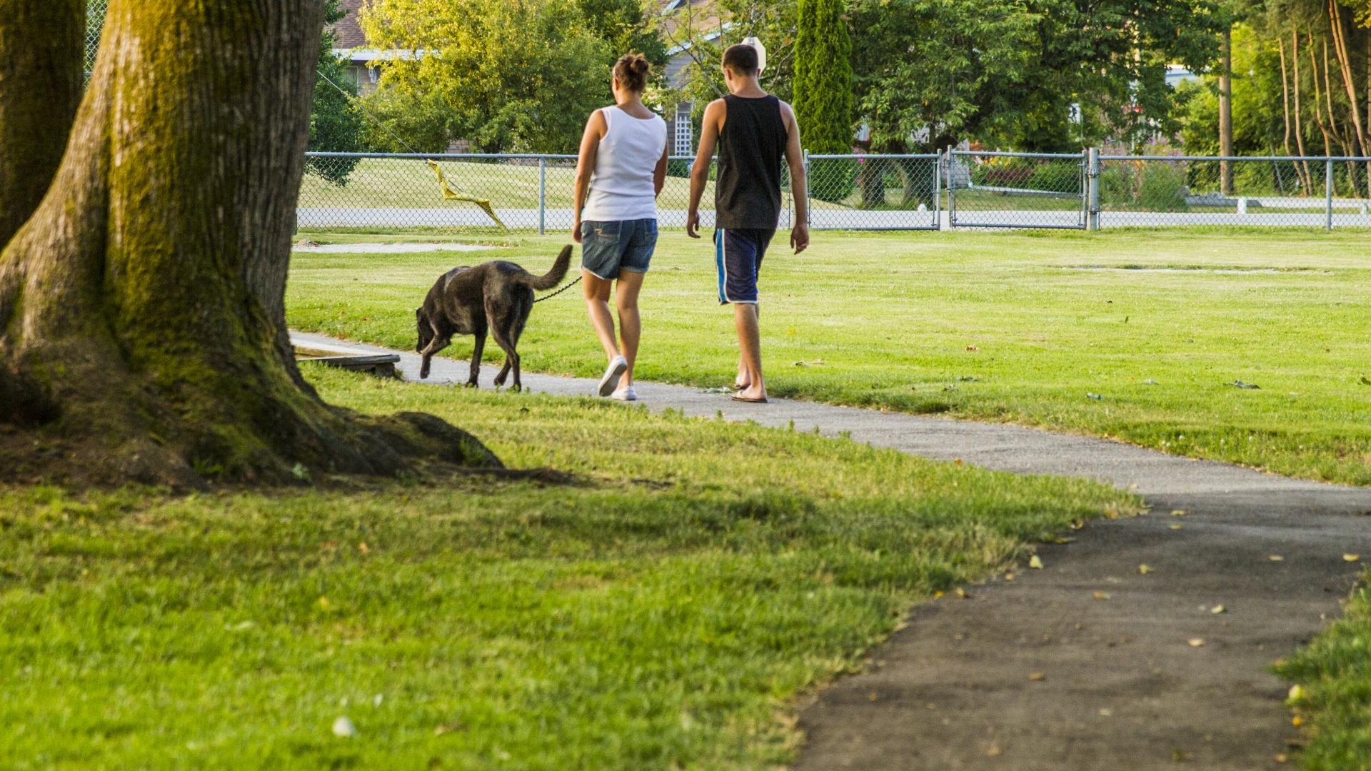 Two adults facing way, walk a large black dog on a paved path. The path runs through an open park, curving around a large tree.