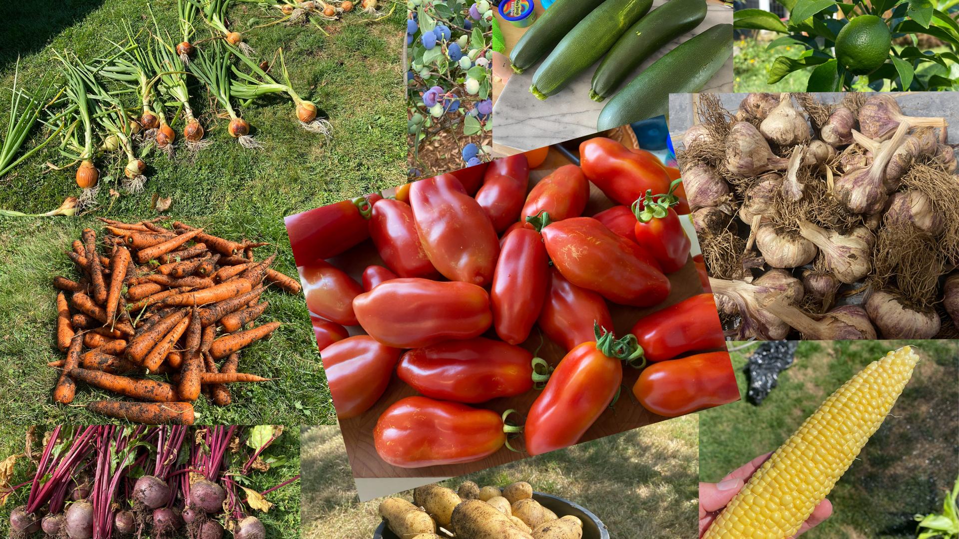 collage of different harvested vegetables - carrots, red peppers, beats, corn, potatoes