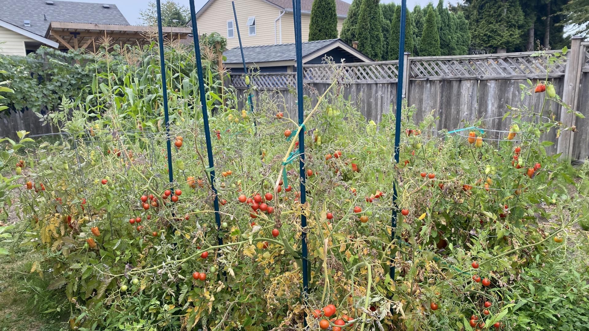 tomato plants growing in a large garden