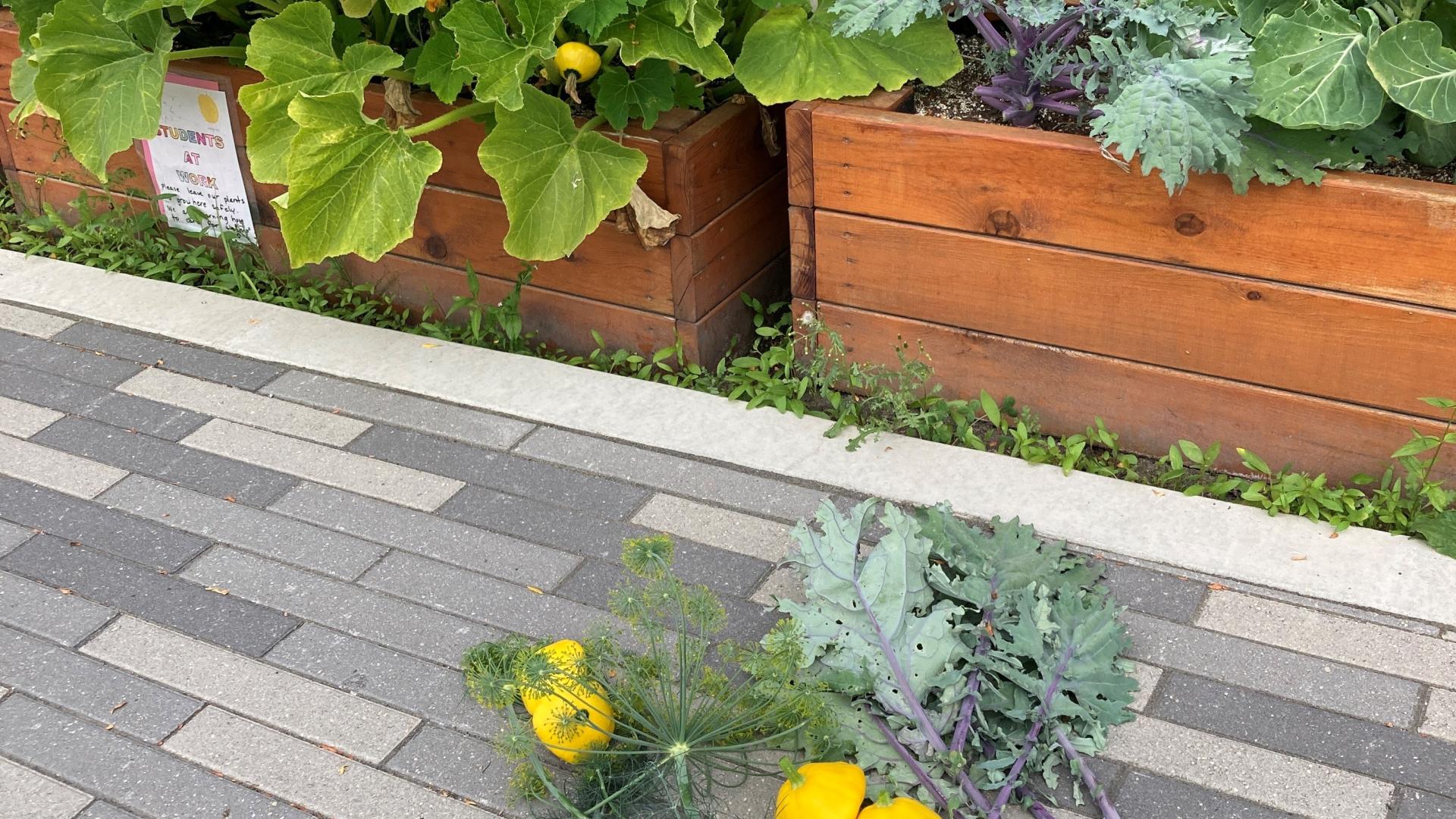 five yellow peppers, kale and rhubarb picked laying beside a garden