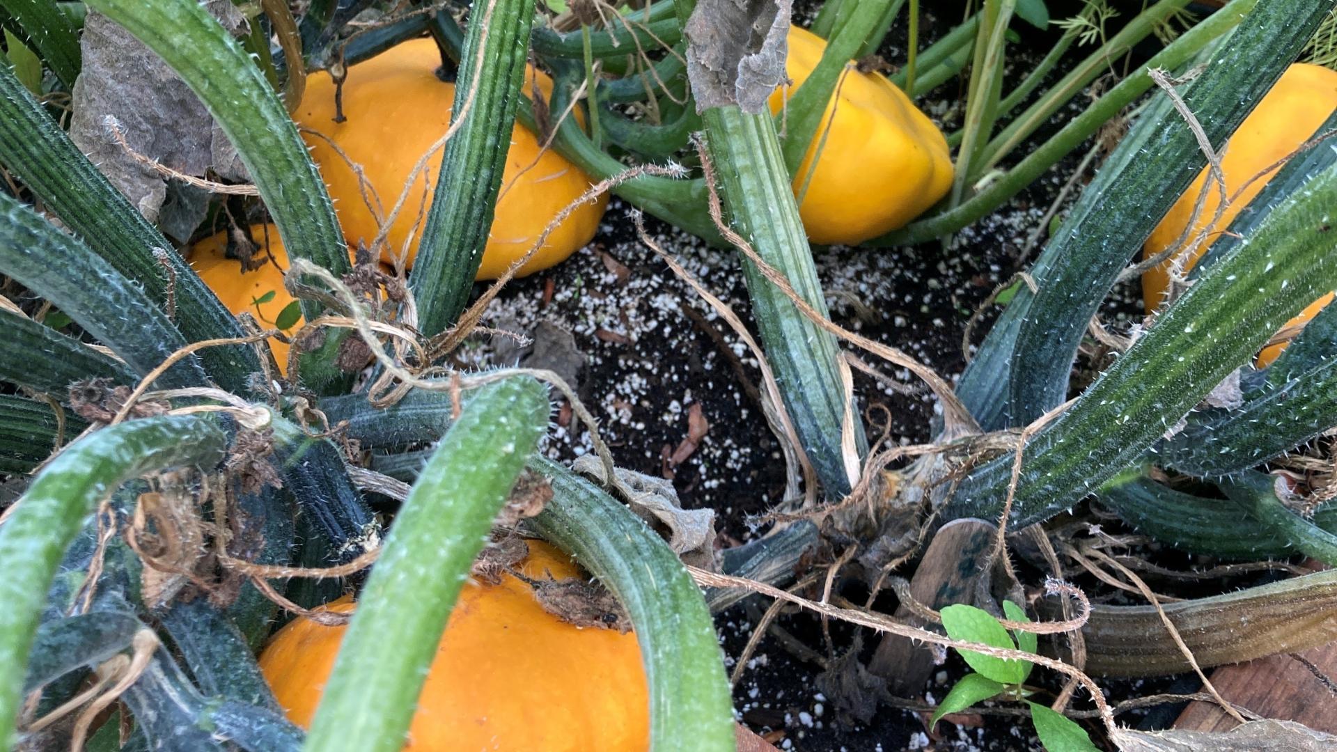 yellow peppers growing in a box above ground garden