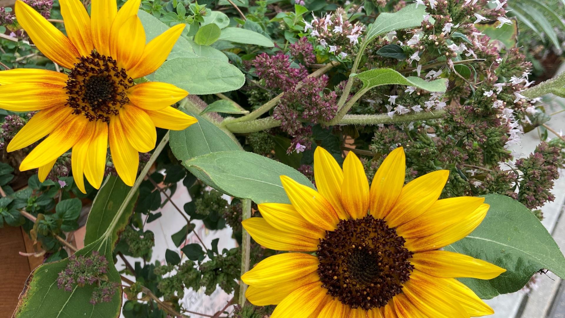 Sunflowers growing in a planter pot in a garden