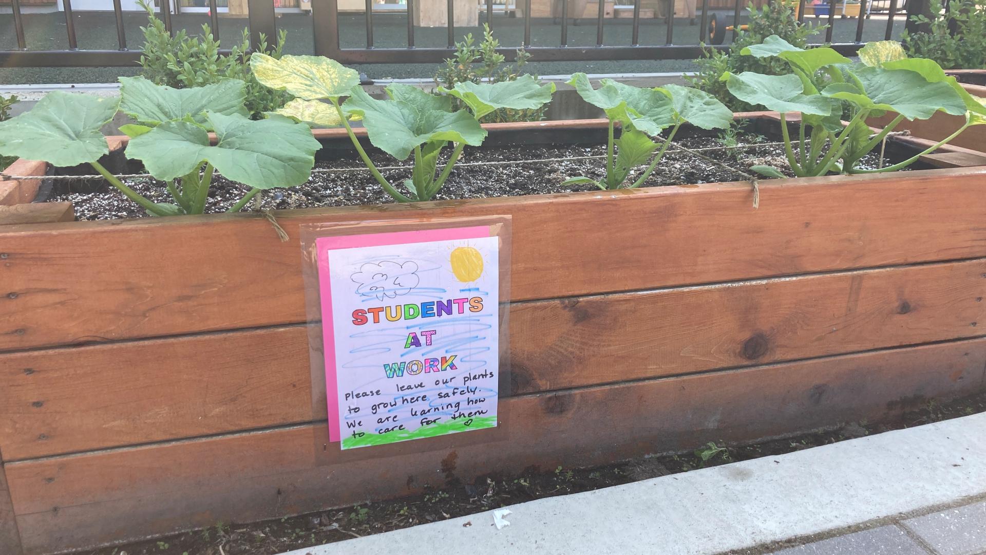 boxed above ground garden bed with plants growing in it