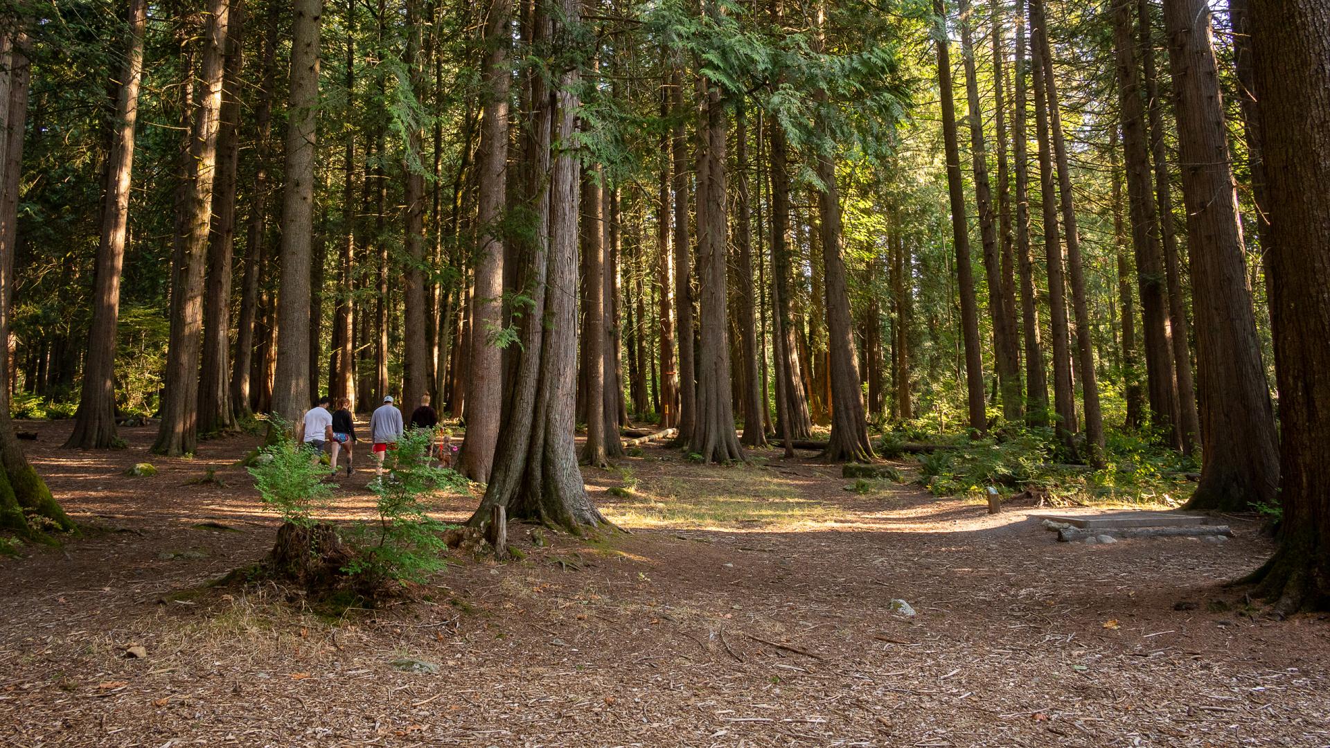 Group of People Walking Through the Trees in Thornhill Park