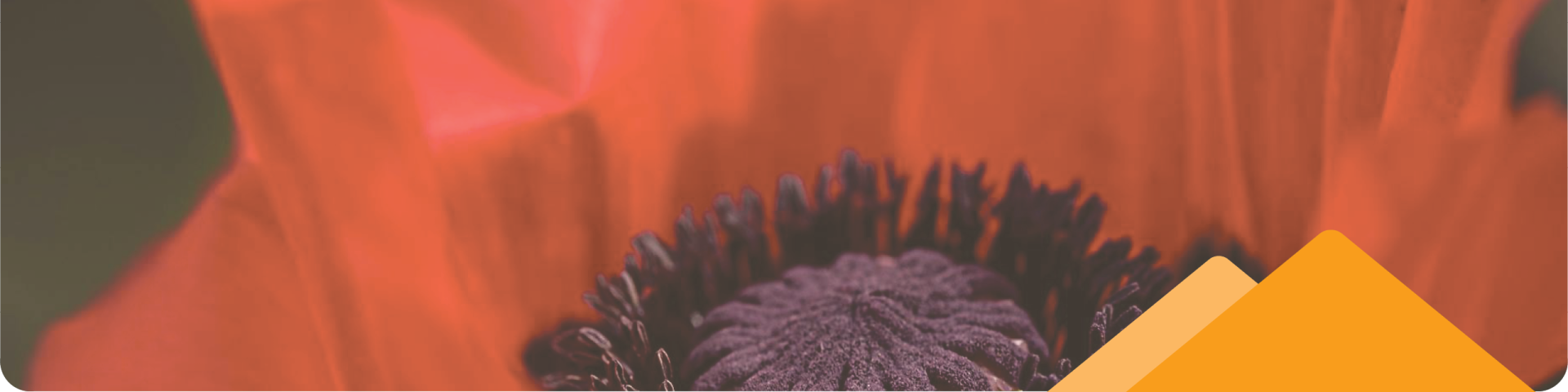 A Close-Up of a Poppy