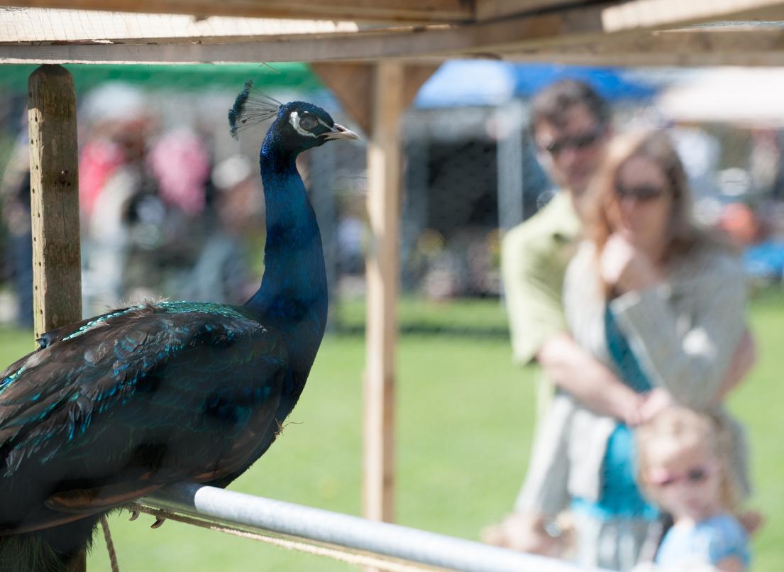 A family in the background observes a majestic blue peacock inside an enclosure.