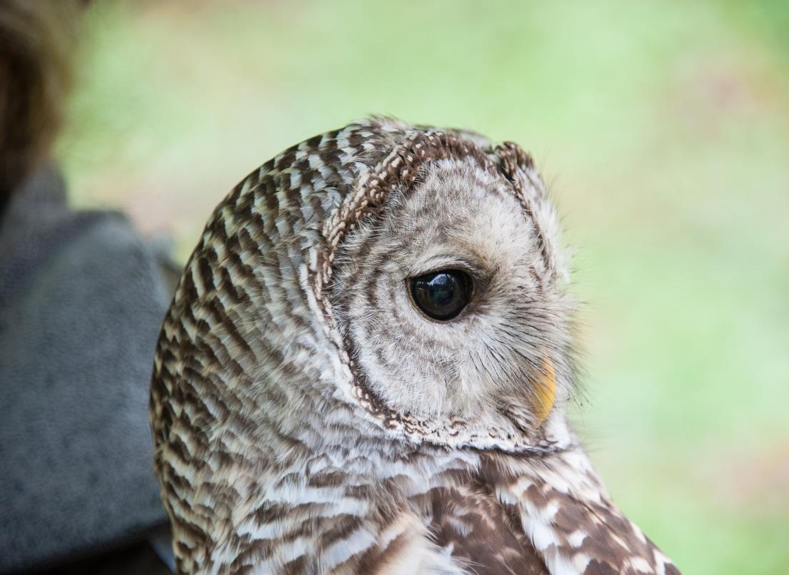 A close-up of an owl looking off to the side, allowing for a detailed view of its brown and white spotted feathers.