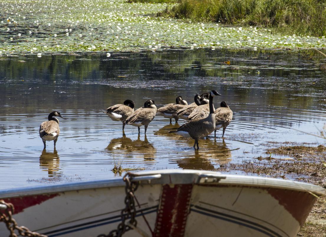 A flock of geese enjoy the shallow waters of the Whonnock Lake shoreline.