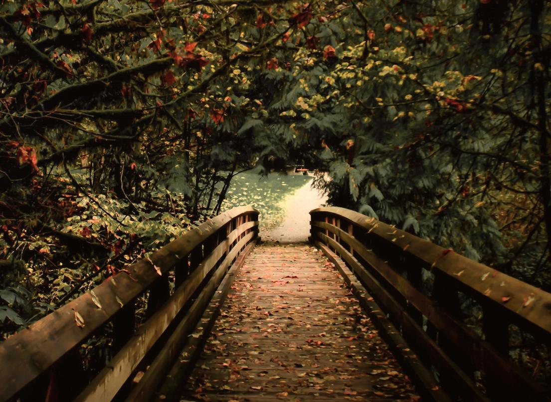 A dark, wooden leaf-littered pathway through a tunnel of forest leads to a bright walkway.