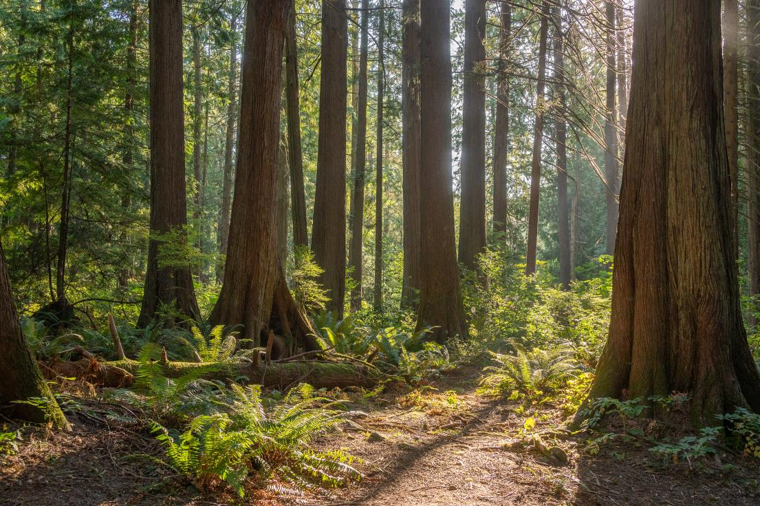 Trees at Thornhill Park Trails